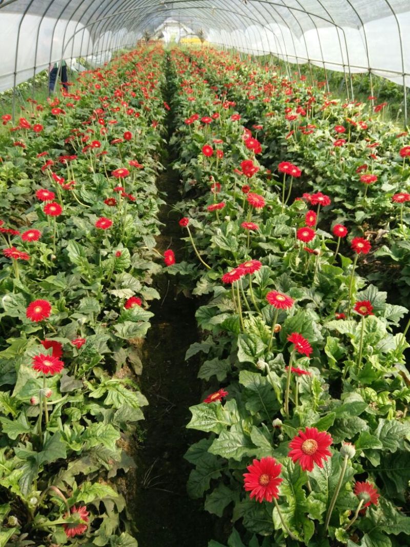 扶郎花非洲菊18枝一扎浙江海宁基地发货