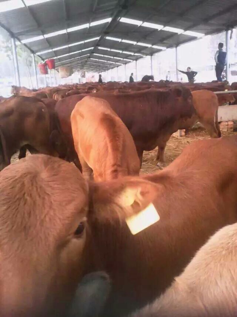 鲁西黄牛