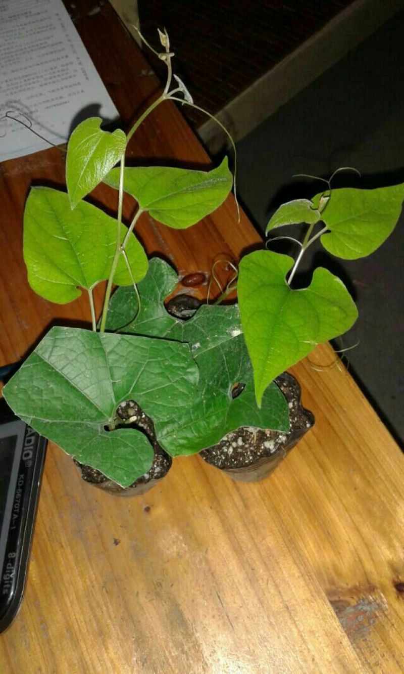 罗汉果苗