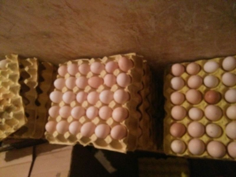 土鸡蛋食用50g以下