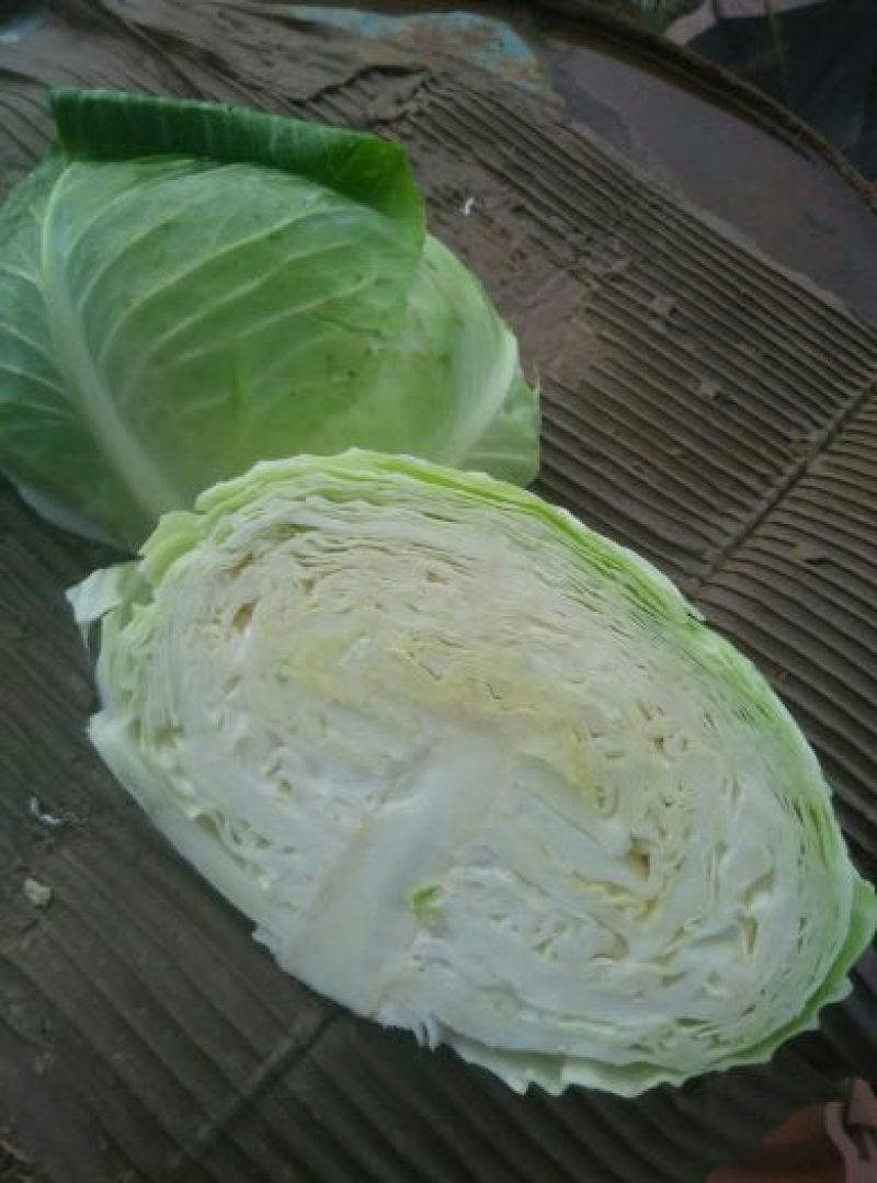 扁包，莲花白，奥奇娜，京丰，强力50，卷心菜