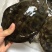 鳖1.5~2斤