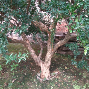 果石榴18~20cm4cm以下2.5~3米