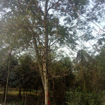 合欢18~20cm