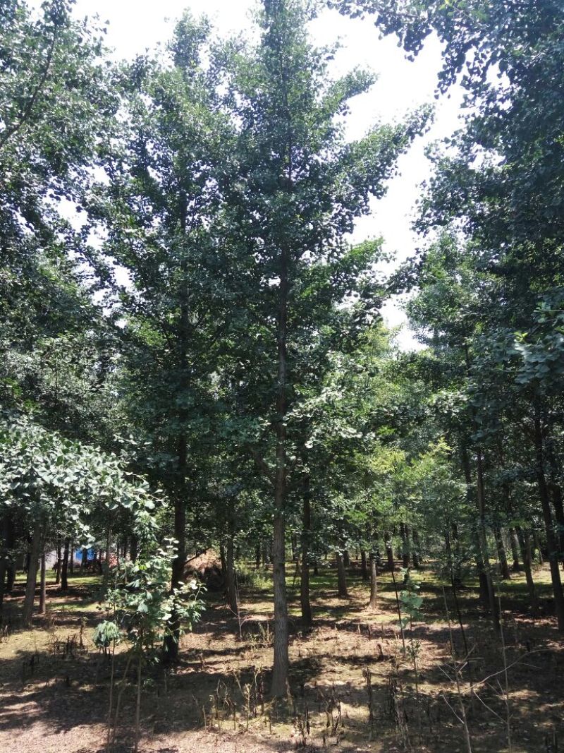 银杏树15cm工程苗量大支持线上交易