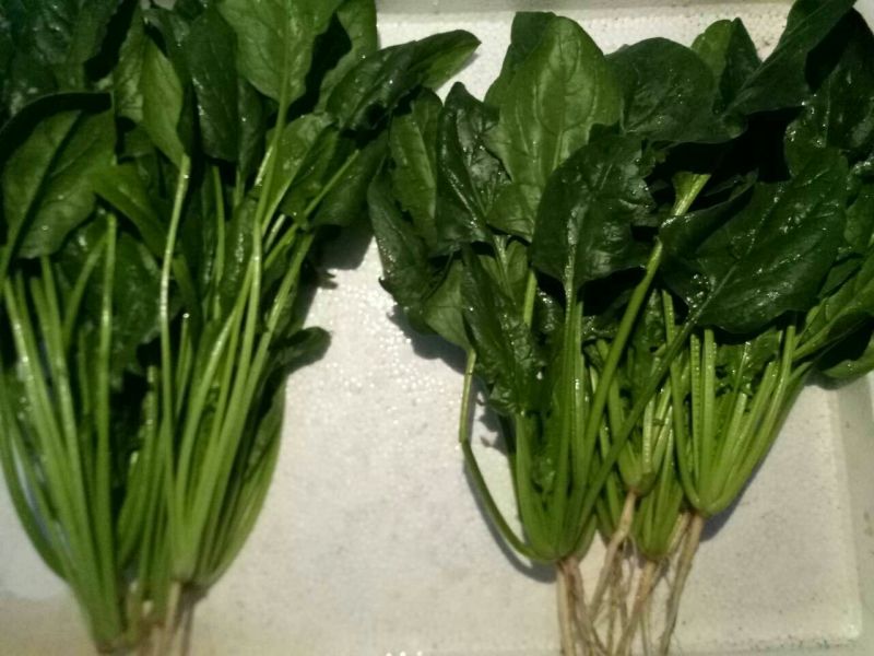 秋菠菜20~25厘米