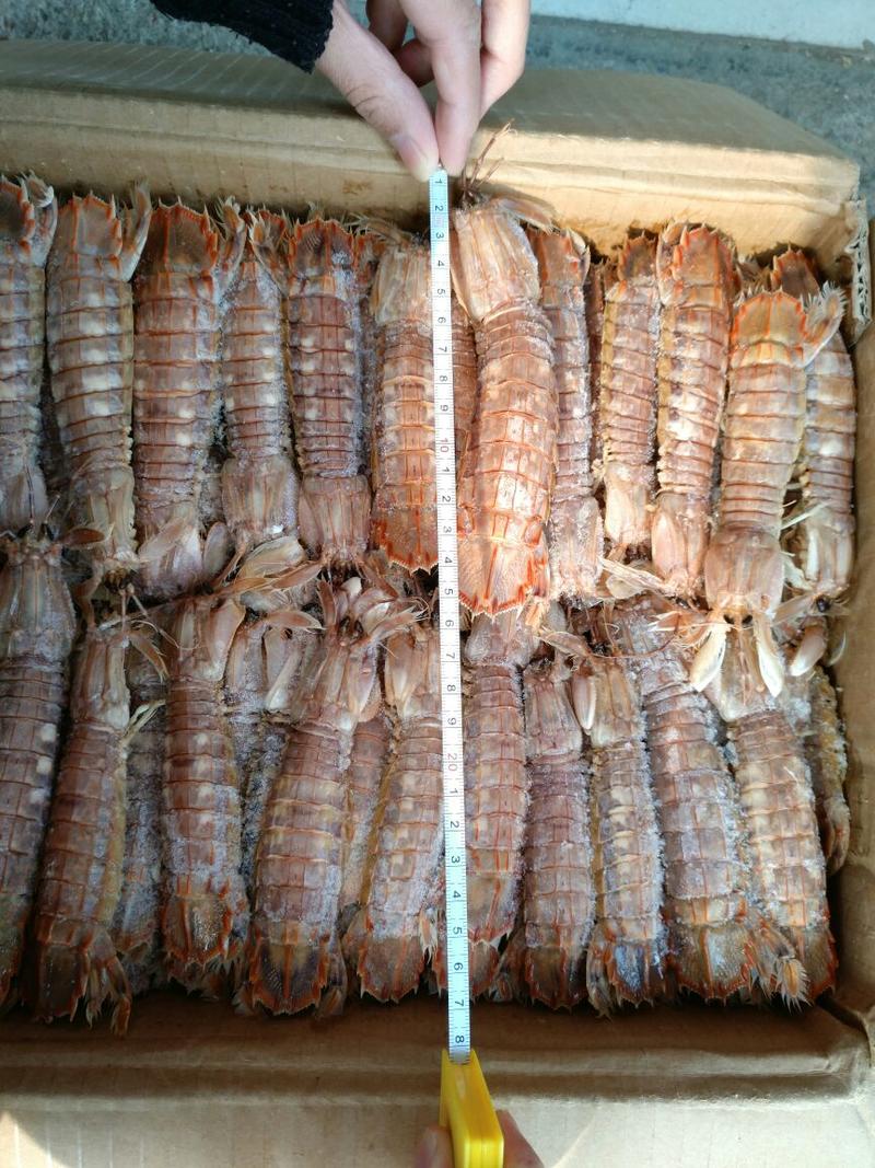琵琶虾食用冻虾