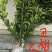 出售不知火丑柑凸顶柑柑橘嫁接苗苗高45-65cm