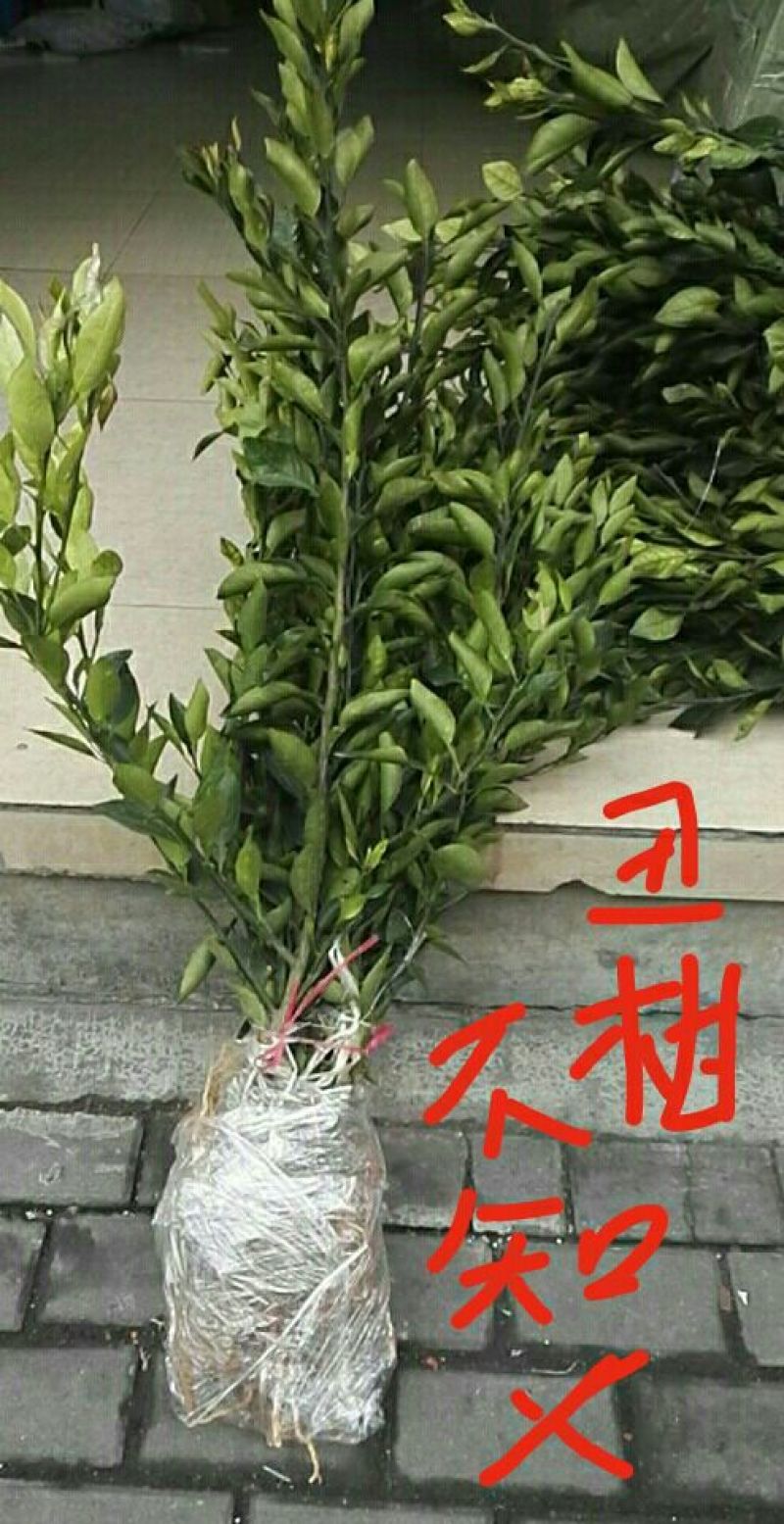 出售不知火丑柑凸顶柑柑橘嫁接苗苗高45-65cm