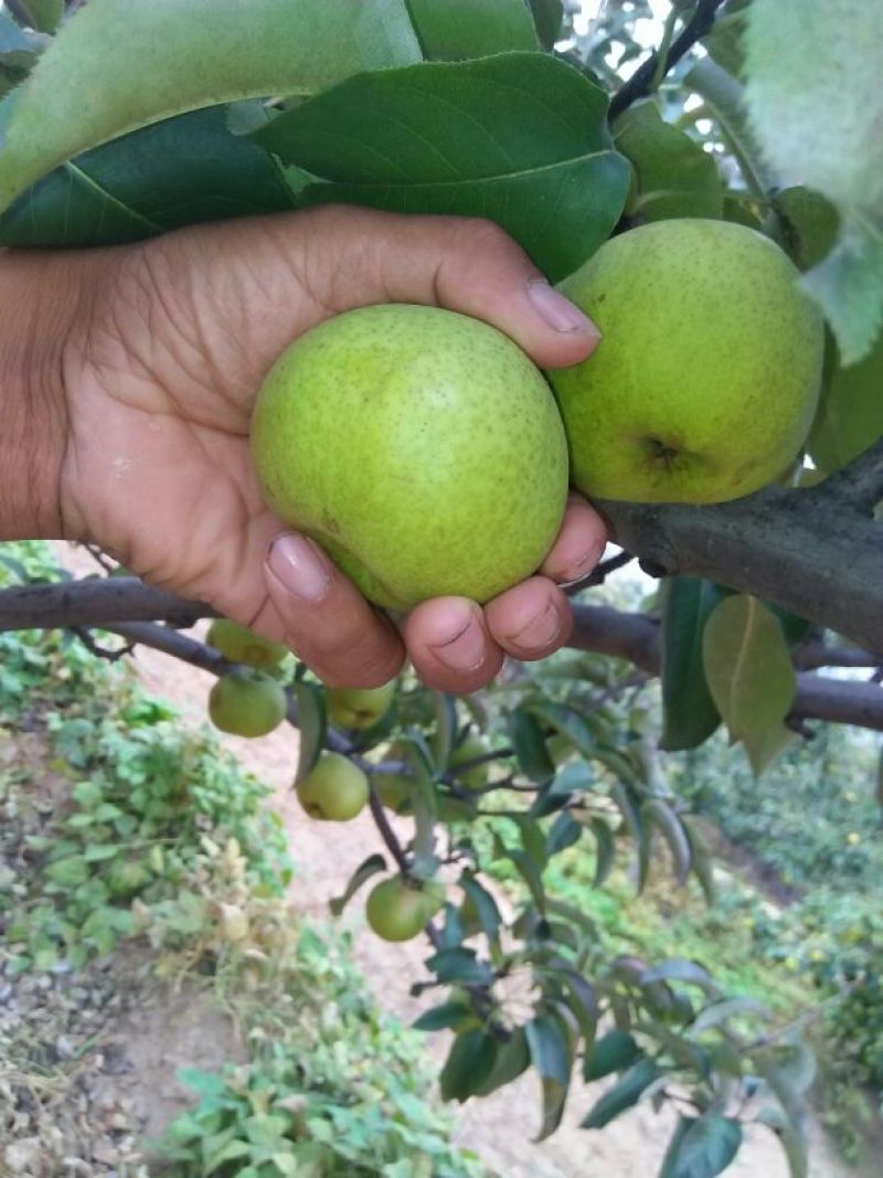 苹果梨500~550g纸箱