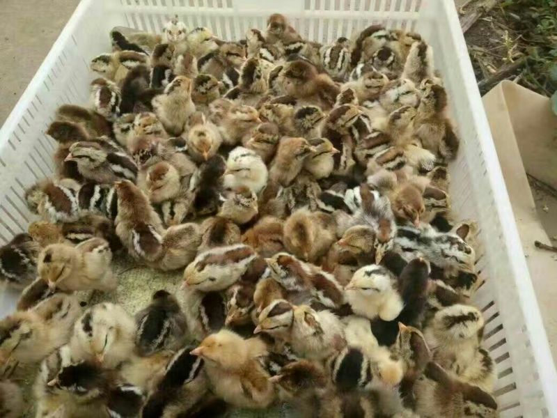 绿壳蛋鸡苗1斤以下
