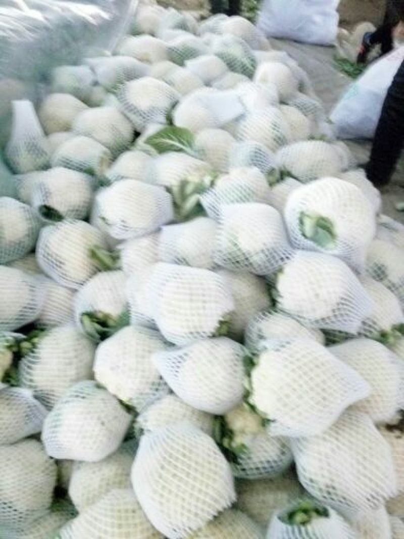 白花菜包装
