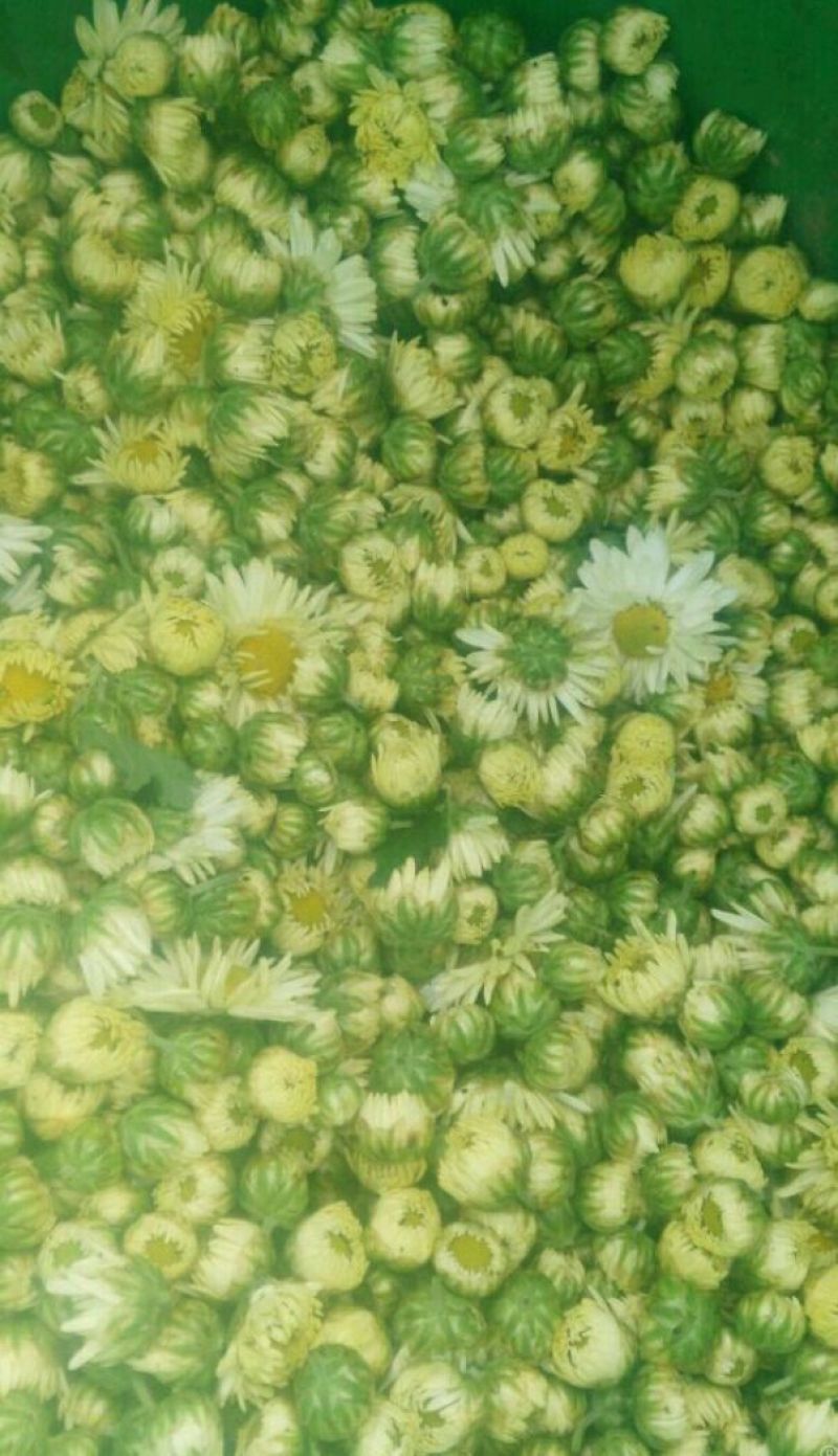 白菊花茶
