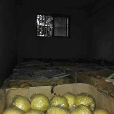 砀山梨250~300g筐装