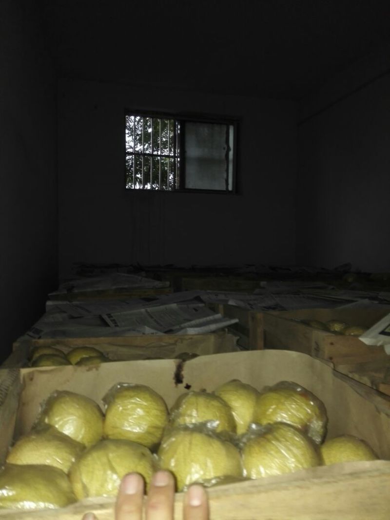 砀山梨250~300g筐装