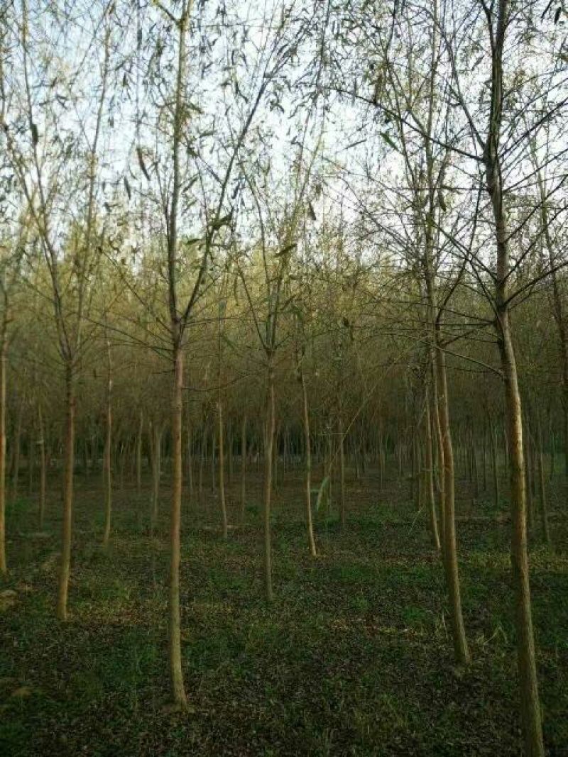 旱柳8~10cm8~10cm3~3.5米