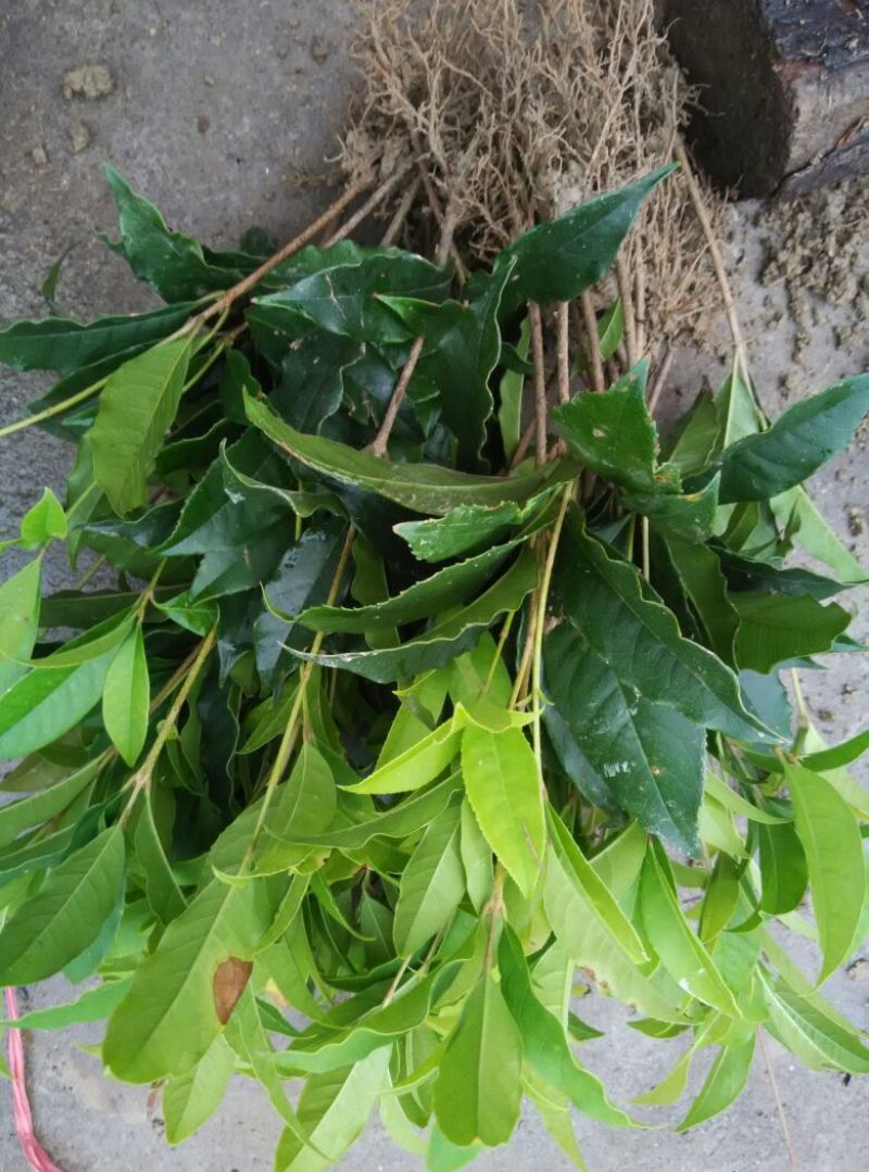 金桂苗地栽苗20~30cm