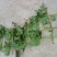 商薯19红薯苗15~25cm