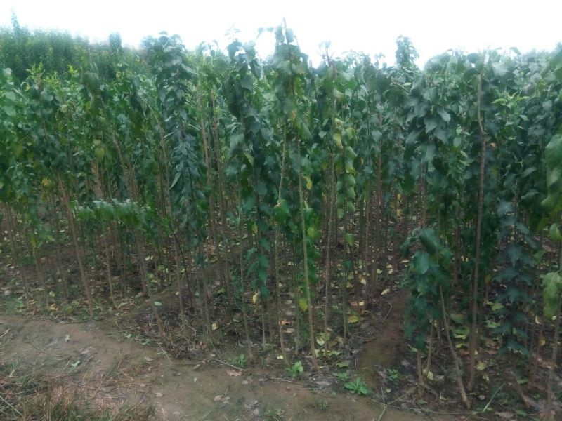 大叶女贞4cm以下