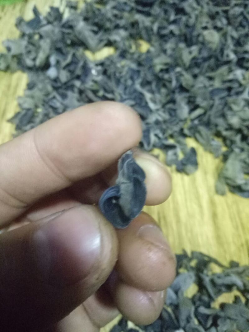 秋耳特级