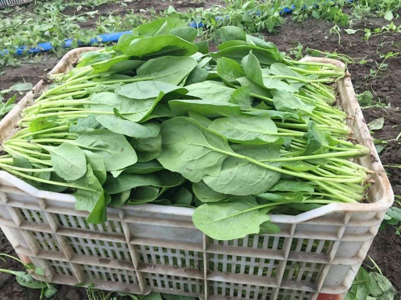 大叶菠菜25~30厘米
