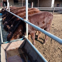 利木赞牛、育肥小公牛、繁殖小母牛、大小肉牛犊