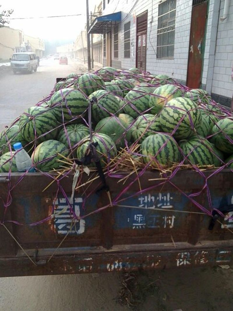 精品美都西瓜