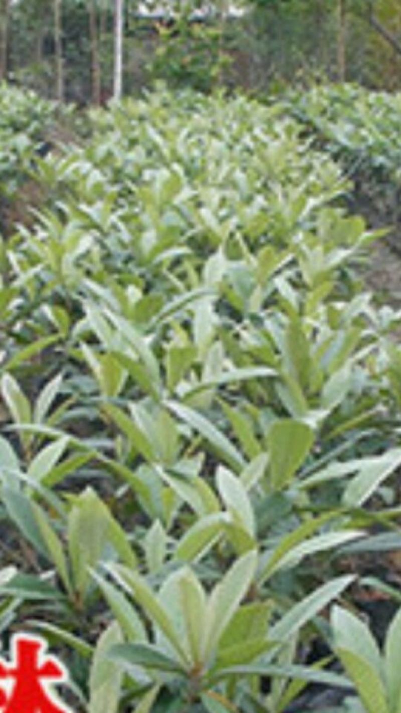枇杷树苗10~20cm