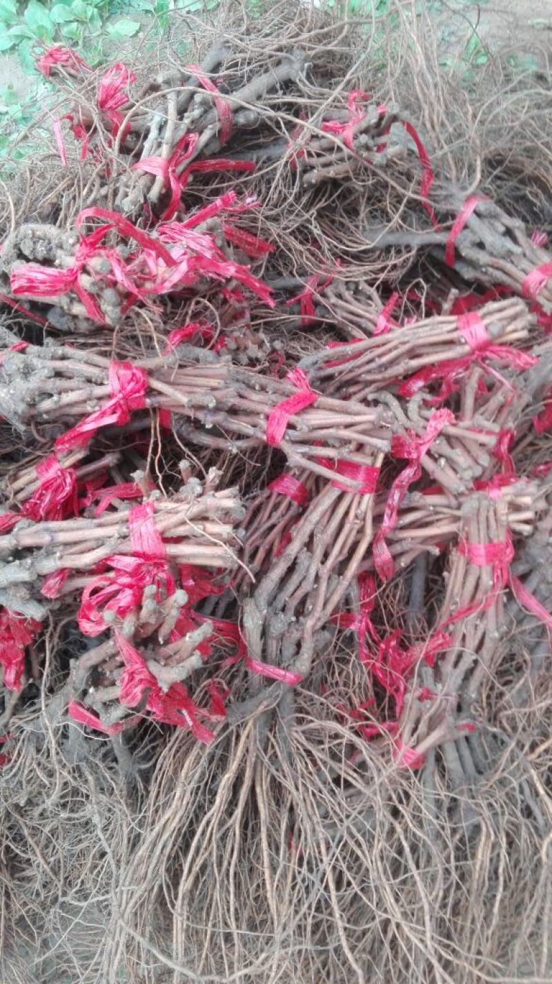 阳光玫瑰葡萄苗一年苗30~50cm纯度有保证假一赔十