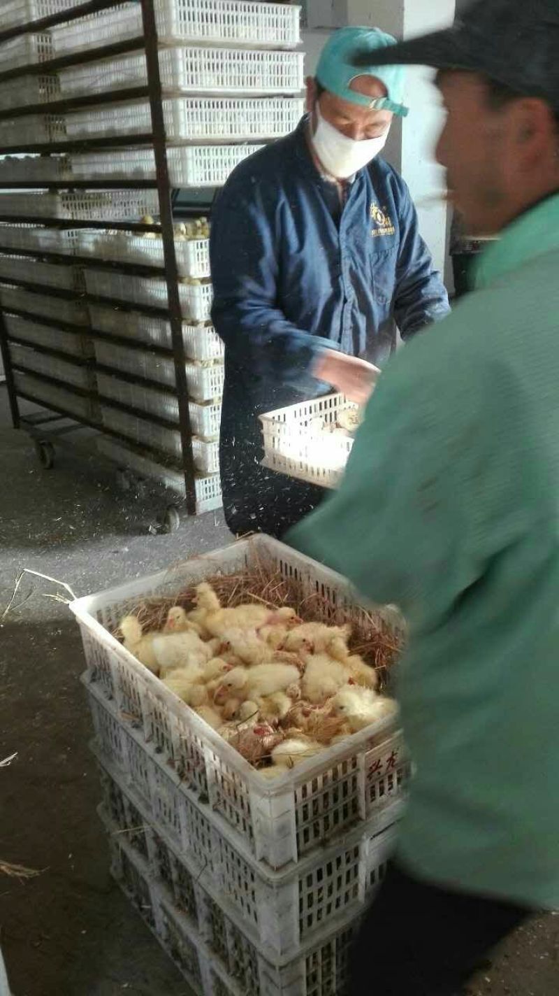 三花鹅苗250g以上