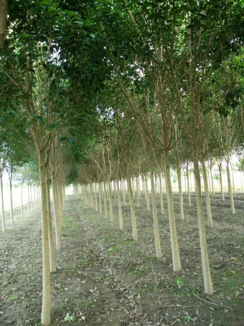 大叶女贞4~6cm