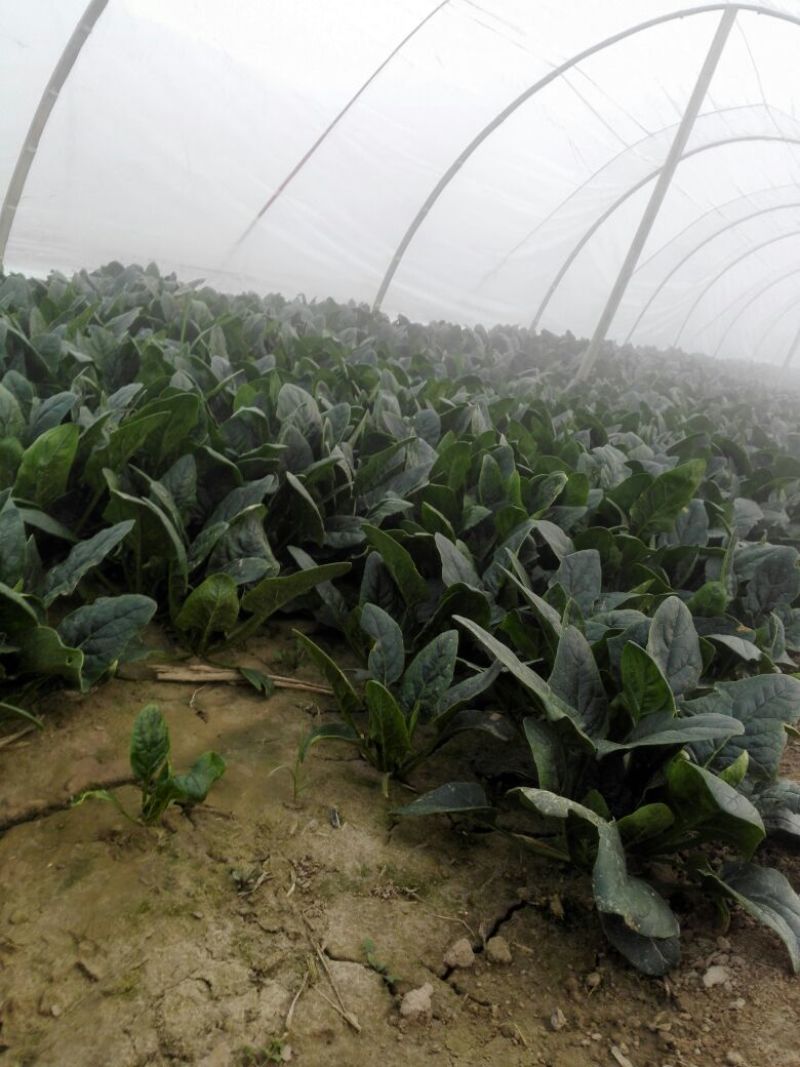 名门菠菜20~25厘米
