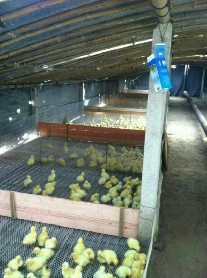 鹅苗250g以下
