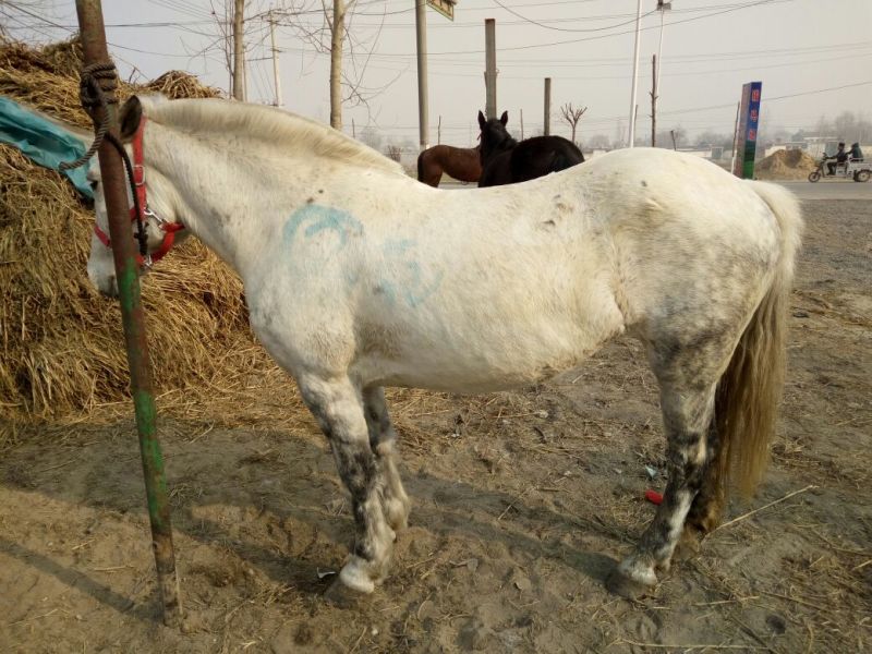 半血马400~500kg