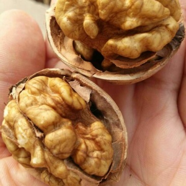 薄皮核桃30mm以上去皮干