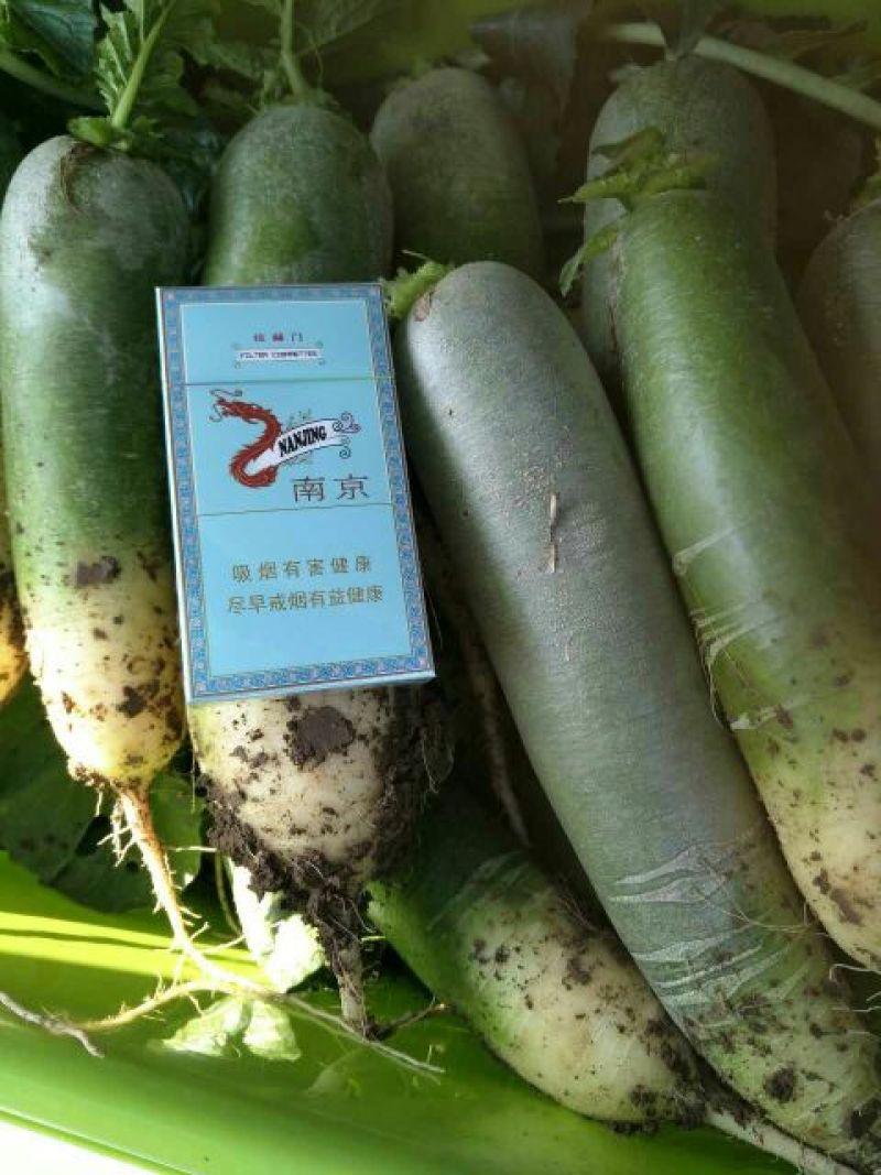 青萝卜1~1.5斤起