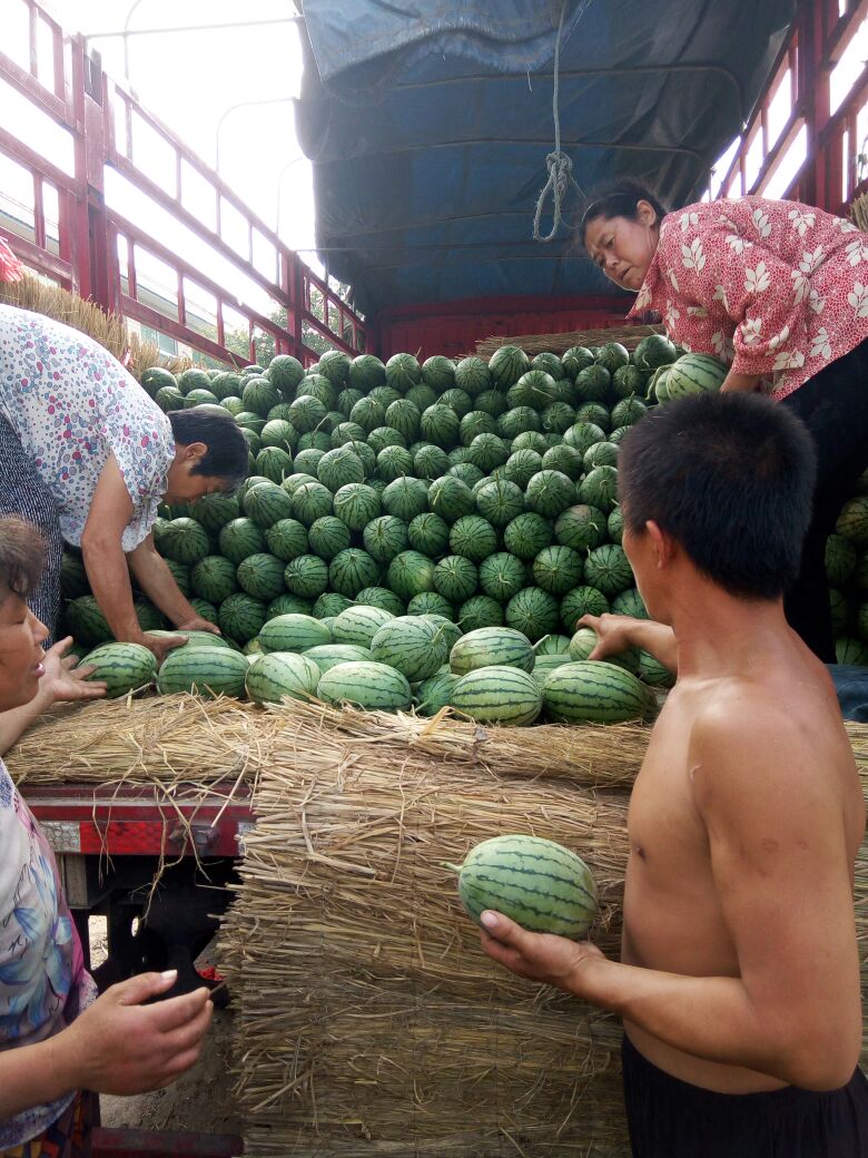 山东潍坊市寒亭区早春红玉 3斤打底 8成熟 2茬批发_庆华瓜果公司供应_一亩田农业网