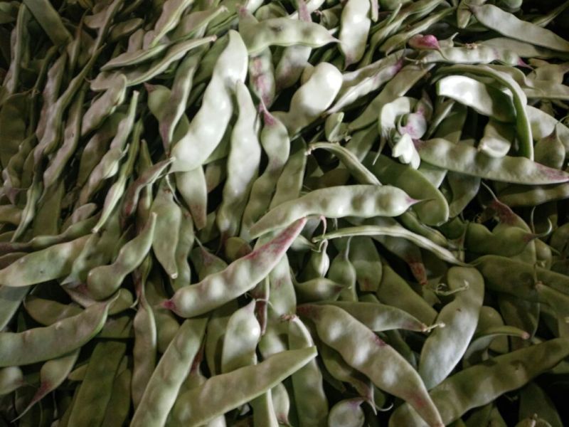 油豆角15厘米以上