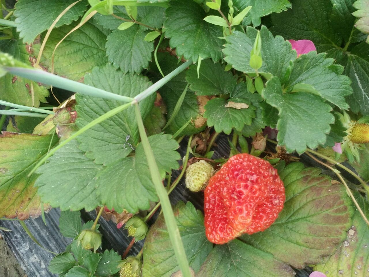 法兰蒂草莓广西河池市金城江区_批发_供应-一