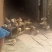 土鸡苗1斤以下
