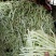 白不老30cm以上