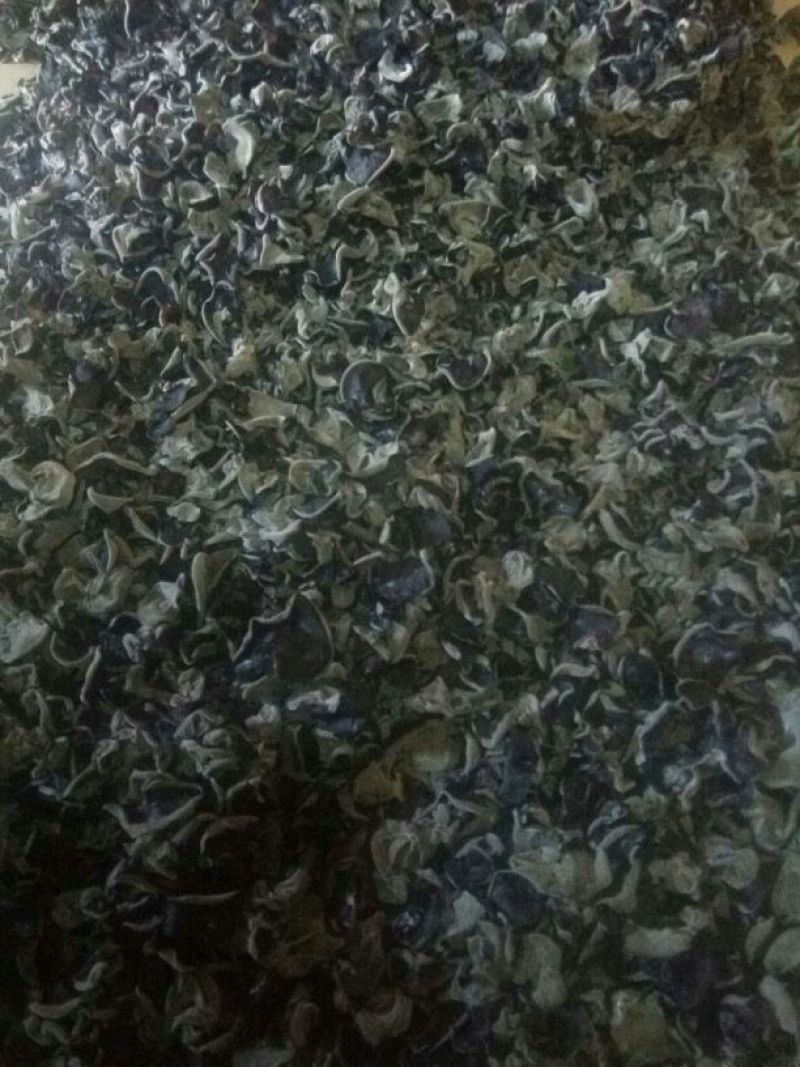 干木耳一级