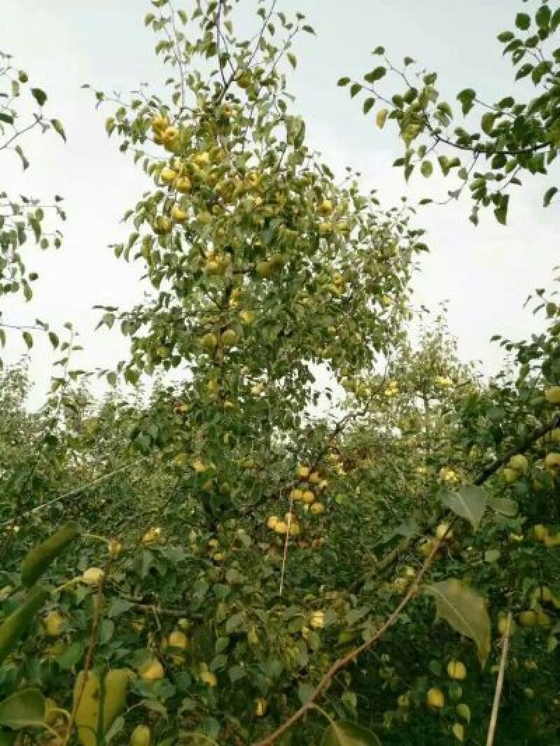 砀山梨250~300g纸箱