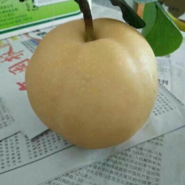 丰水梨纸袋250~300g