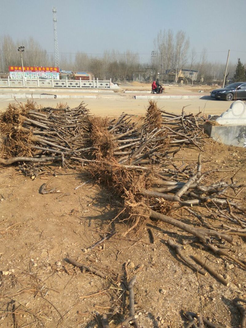【桃树占地】4公分桃树占地桃树裸根截杆大桃树批发大桃树