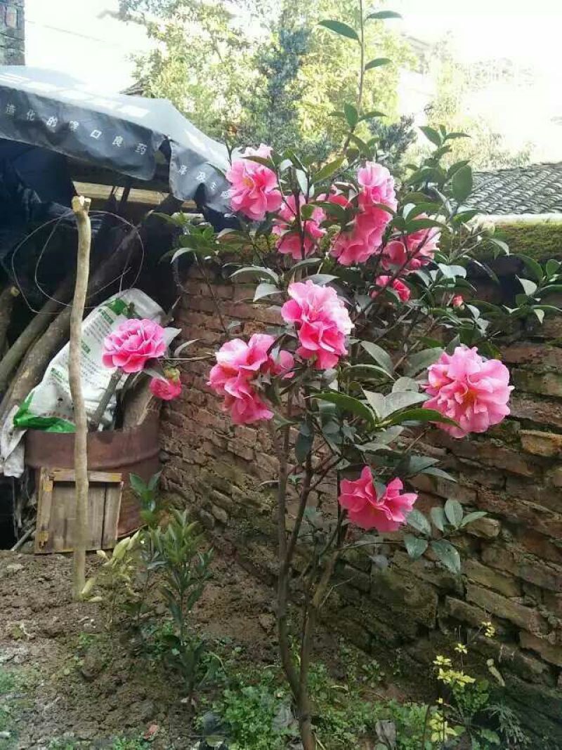 茶花球100~140cm