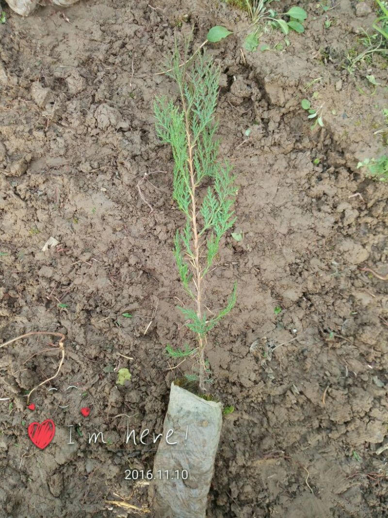 容器袋侧柏现场现挖农户直接发货一袋一苗苗粗种植面积大