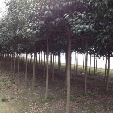 黄山栾树