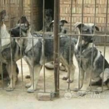 狼青犬母