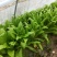 油麦菜